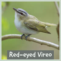 Red-eyed Vireo